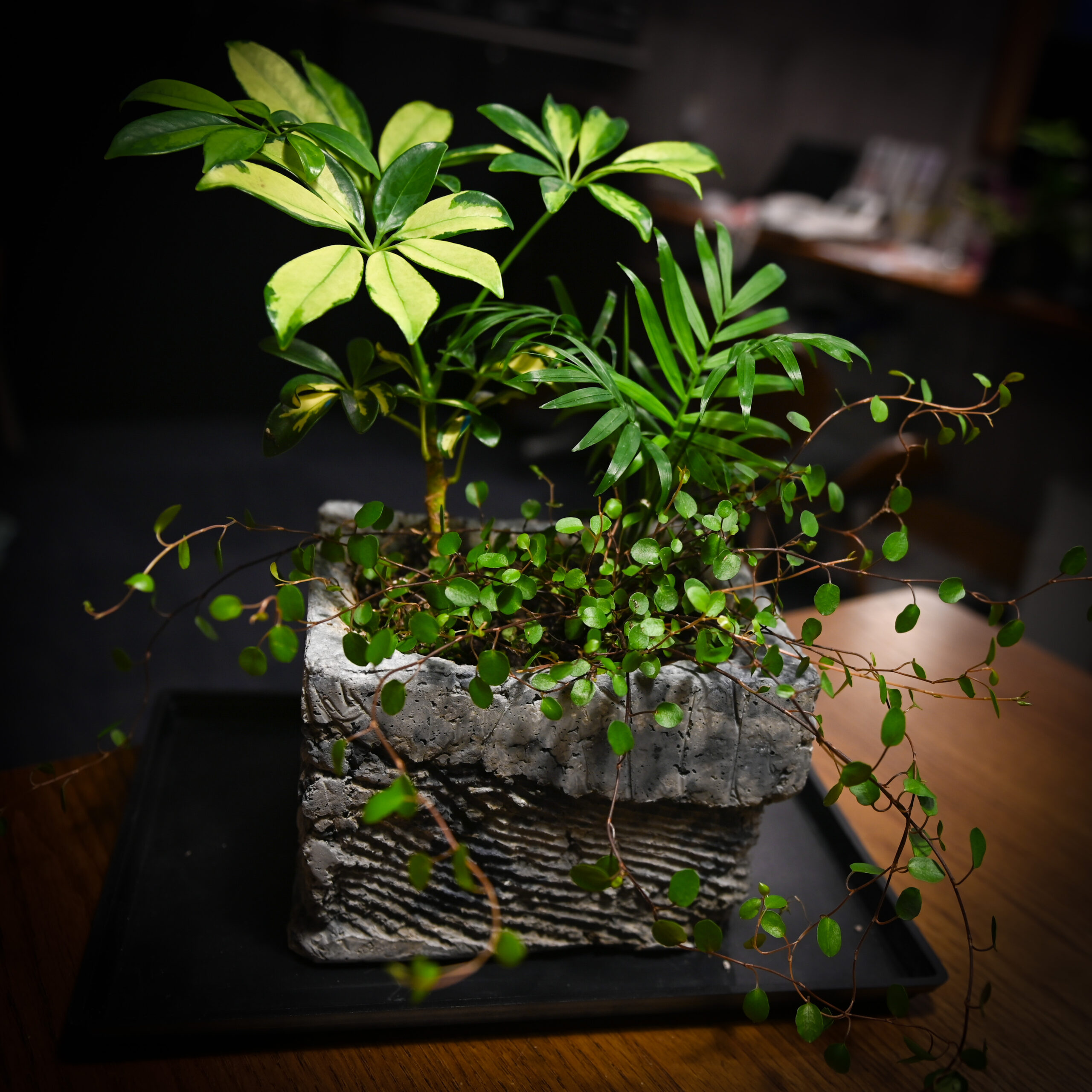 新聞紙から生まれた魔法の鉢と観葉植物