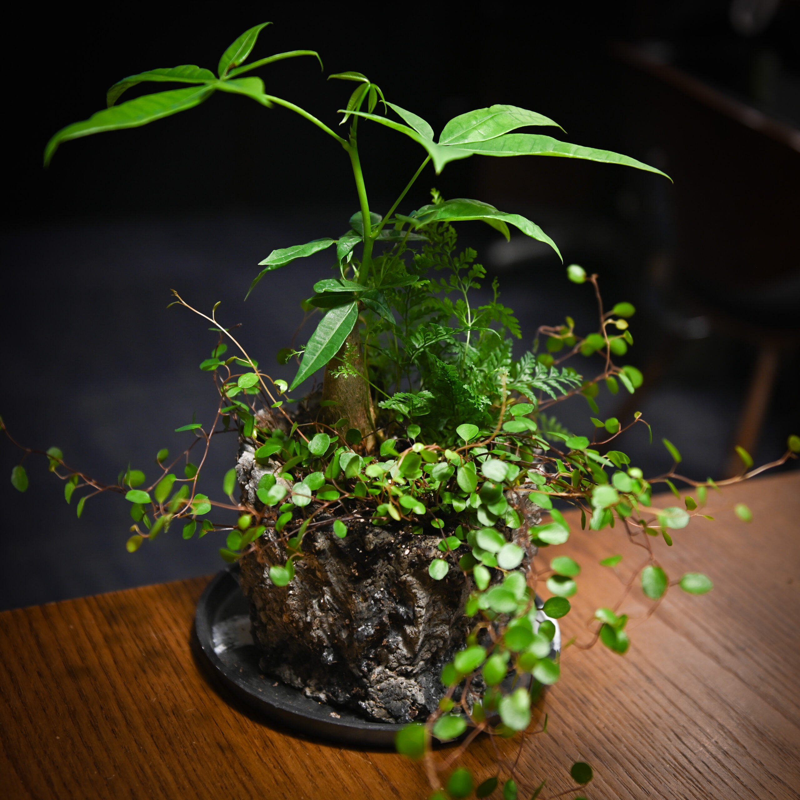 植物を植えた魔法の鉢 作品02
