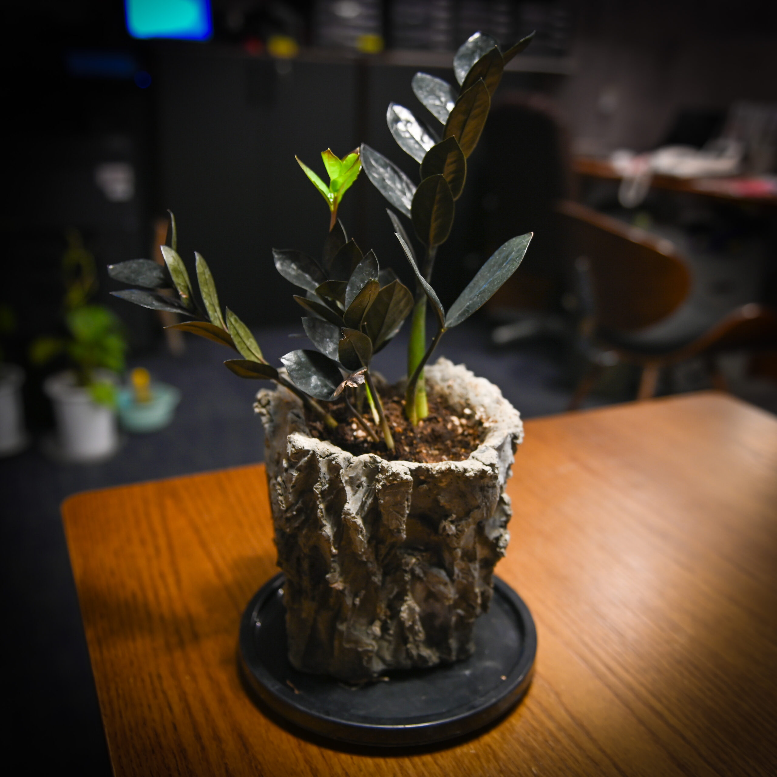 植物を植えた魔法の鉢 作品03