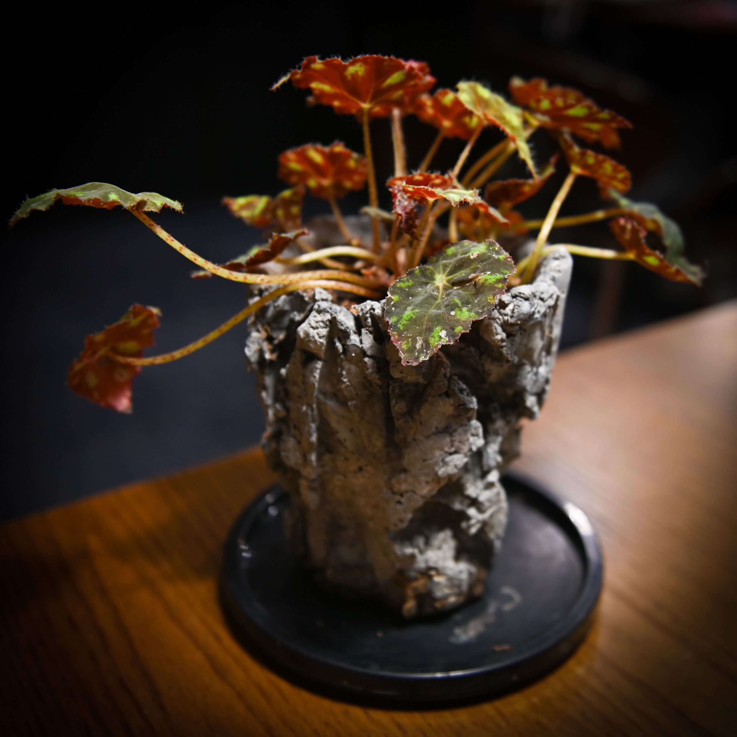 植物を植えた魔法の鉢 作品04